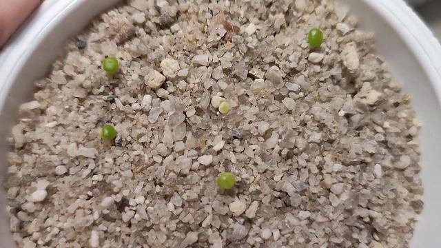 Литопсам 1 месяц смотреть онлайн