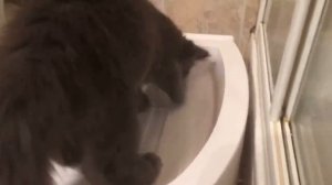 Автоматический туалет для кошек Kopfgescheit KG7010