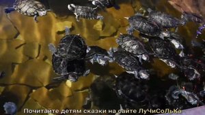 Красноухие черепахи в бассейне