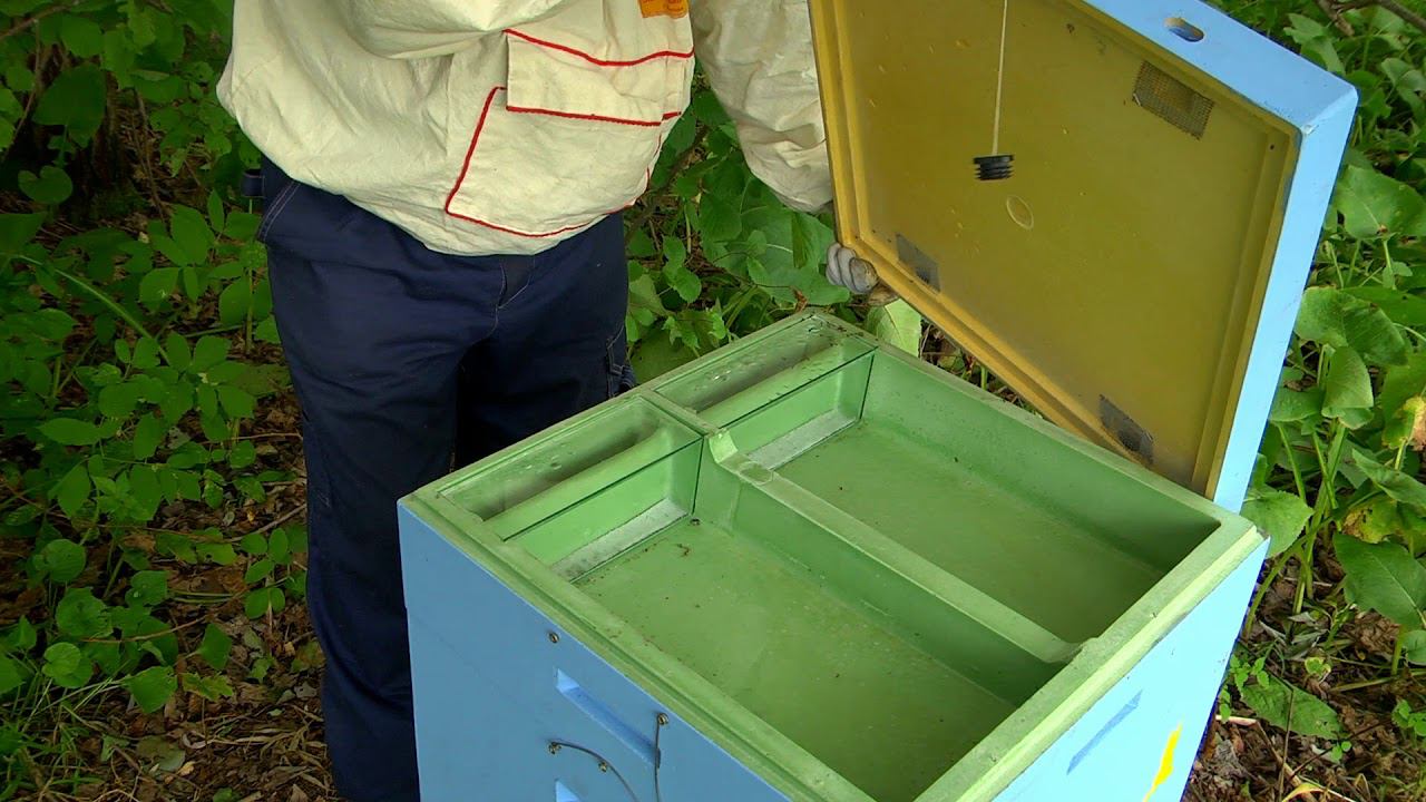 Нефтекамск. Проверил рои и дал муравьинку. 16.08.2019