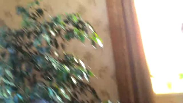 Бегаю на беговой дорожке в гостях у Альберта смотреть онлайн