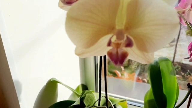 Почему желтеют листья у орхидеи.Что делать? Как спасти? смотреть онлайн