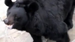 Злой медведь