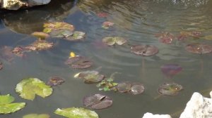 ❀ ПОКАЗЫВАЮ МАЛЕНЬКИЙ ПРУД НА ДАЧЕ ВЕСНОЙ! ЗАПУСТИЛИ РЫБОК И ПОСАДИЛИ ПЕРВЫЕ РАСТЕНИЯ В ВОДУ!