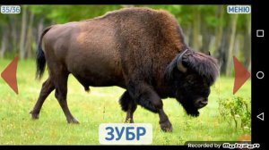 Учу слова: дикие животные!