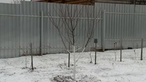 Акриловая краска для садовых деревьев от Фаско