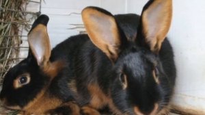 Разведение кроликов Черно-бурой породы как бизнес идея | Черно-бурый кролик