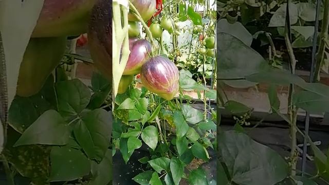 Сайт знакомства с томатами сорта Звёздный истребитель . смотреть онлайн