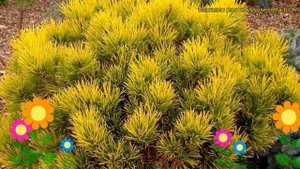 Сосна горная Карстенс Винтерголд. Краткий обзор, описание pinus mugo Carsten's Wintergold