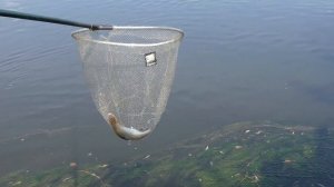 Рыбалка на Москва-реке в сентябре 2017 года на поплавочную снасть