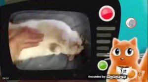 10 признаков что кошка вас любит