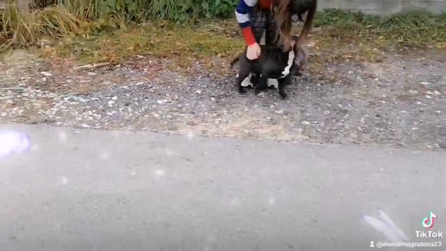 американский булли. щенки. питомник. чемпион моего сердца. смотреть онлайн