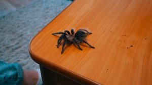 МОЙ ДОМАШНИЙ ПАУК - ПТИЦЕЕД