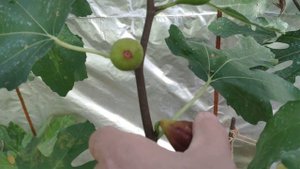 Инжир в Дмитрове Продолжение сбора Брунсвика