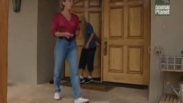 Tvaryny.com: Німецький короткошерстий пойнтер / Немецкий короткошерстный пойнтер (Порода собак) смотреть онлайн