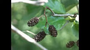 когда заготавливают ольховые соплодия