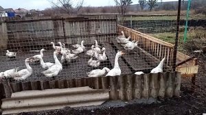 Без контактный загон для гусей, кормление гусей в радость