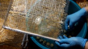 Дезинфекция инкубация перепелиных яиц / Мыть инкуб яйцо/ Перепел Альбинос техасский/ инкубатор НЕСТ