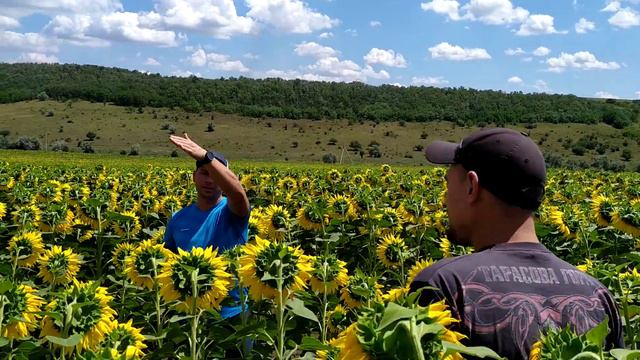 Гибрид подсолнечника ЕС Саксон под гранстар на полях в Одесской области (095) 7797888, (067) 560511 смотреть онлайн