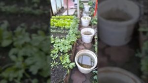 Ранняя зелень в теплице в начале апреля .