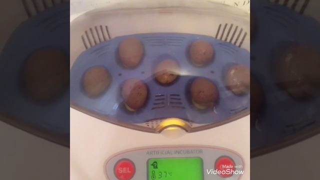 инкубатор r-com mini, китайский расписной перепел