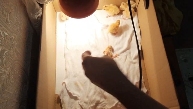 День Х НАСТУПИЛ . Рождения ЦЫПЛЯТ из МАГАЗИННЫХ ЯИЦ. смотреть онлайн