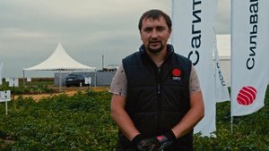 Сорт картофеля с высокой урожайностью Сагитта