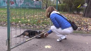 Щенок бигль, команды лежать и стоять, как научить ОКД