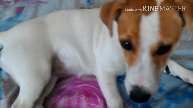 Обзор на мою собаку Блэнди. смотреть онлайн