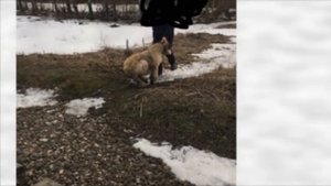 Собаку привязали к рельсам  Чтобы ее сбил поезд
