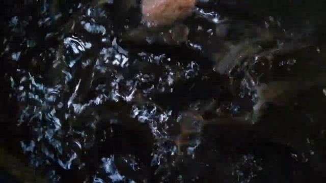 Кормление африканского клариевого сома в холодной воде. Кормление при температуре 17 градусов. смотреть онлайн