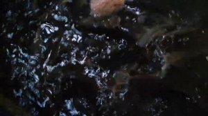 Кормление африканского клариевого сома в холодной воде. Кормление при температуре 17 градусов.