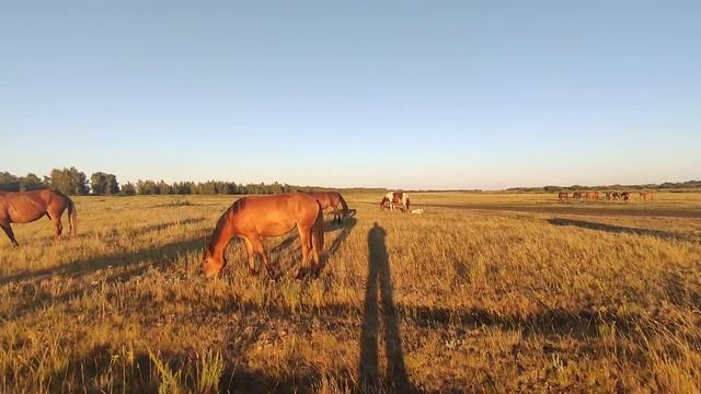 Почему рождаются слабые жеребята? смотреть онлайн