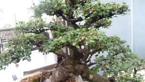 85 лет карликовое дерево