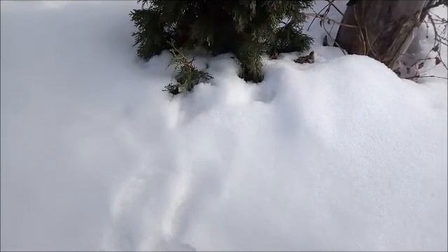 Туя после зимы. Спасаем! смотреть онлайн