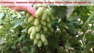 24 июля 2023 года и виноград Диксон еще не окрашивается, но уже посветлена ягода, ждем.