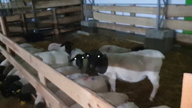 Племенной Дорпер из Беларуси только у нас, посмотри и сравни смотреть онлайн