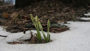 Чайковский апрель