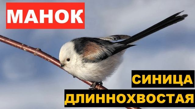 Голос манка. Манок на синицу. Усатая синица голос.