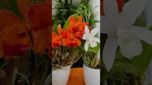 Орхидея каттлея. Домашнее цветение легко и просто