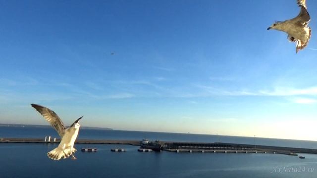 Чайки за кормой. Круиз по Средиземному морю. Каникулы у Веры смотреть онлайн