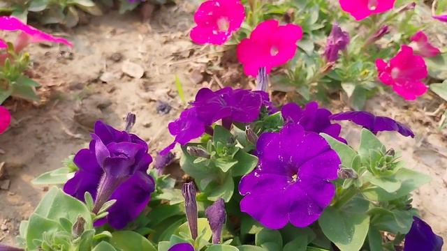 Petunia  Flower of Bangladesh  #Petunia #PetuniaBeauty #FlowerBeauty
