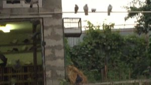 #Pigeons.Самые практичные полы для голубятни.