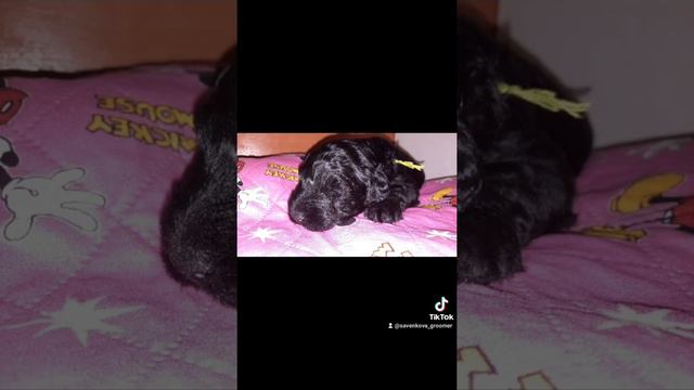 Щенки Керри блю терьера д.р 25.12.21 уже открыты для бронирования ! смотреть онлайн