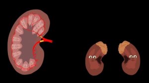 Human Body /Kidney Song/Human Body Systems