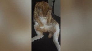 рыжий кот массажист