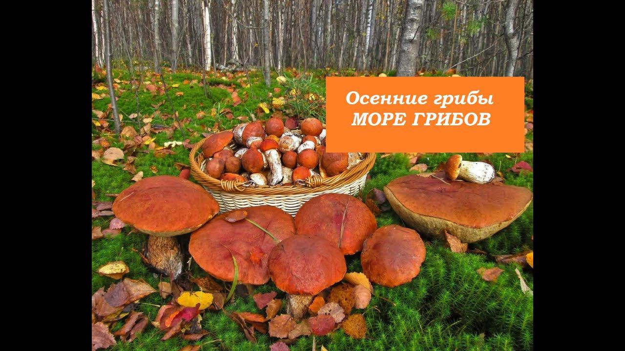 Осенние грибы./Заготовки на зиму.ГРИБЫ-ПОДОСИНОВИК смотреть онлайн