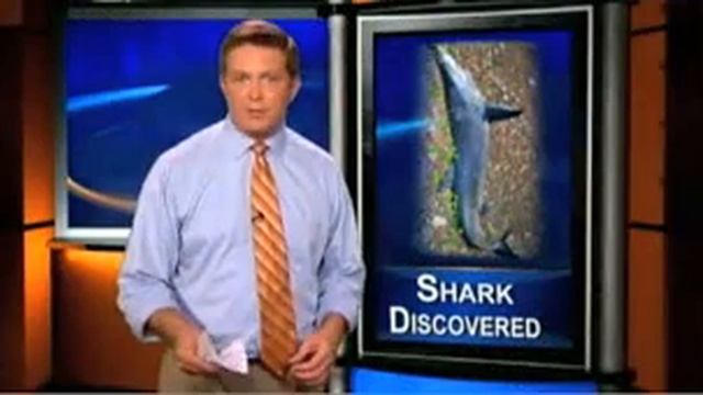 Акула была найдена далеко в лесу в 70 км от моря смотреть онлайн