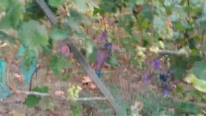 Виноград. Сорта-Гурман ранний. Низина. Плюсы- минусы.