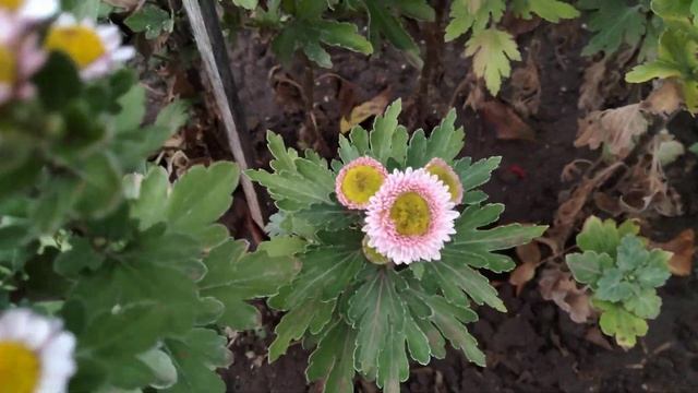 Цветение сеянцев хризантемы и о дальнейших планах! смотреть онлайн